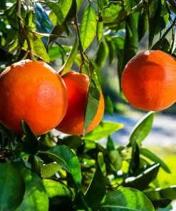 Fast Growing Trees Citrus Trees Smith Red Orange 10 Fast Growing Trees Citrus Trees Smith Red Orange