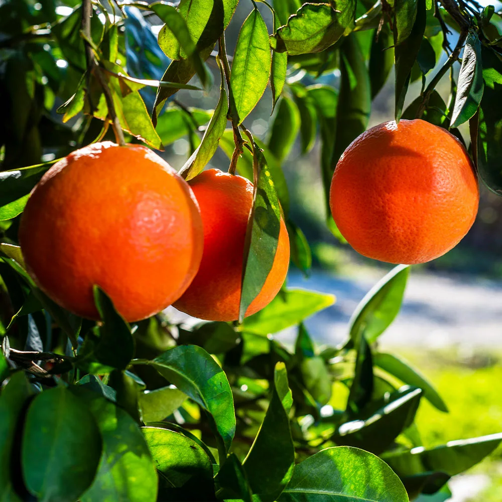 Fast Growing Trees Citrus Trees Smith Red Orange 5 Fast Growing Trees Citrus Trees Smith Red Orange