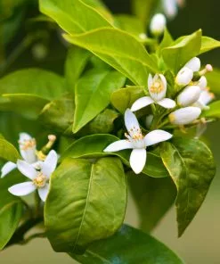 Fast Growing Trees Citrus Trees Smith Red Orange 11 Fast Growing Trees Citrus Trees Smith Red Orange