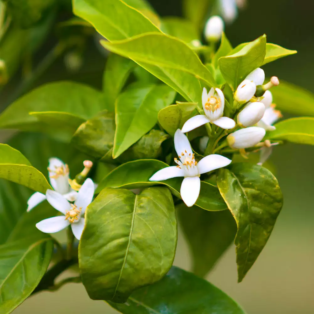 Fast Growing Trees Citrus Trees Smith Red Orange 6 Fast Growing Trees Citrus Trees Smith Red Orange