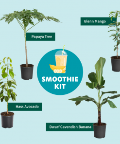 Fast Growing Trees Papaya Tree See All Fruit Trees 17 Fast Growing Trees Papaya Tree See All Fruit Trees