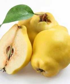 Fast Growing Trees See All Fruit Trees Smyrna Quince Tree 8 Fast Growing Trees See All Fruit Trees Smyrna Quince Tree