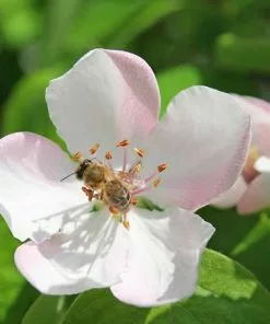 Fast Growing Trees See All Fruit Trees Smyrna Quince Tree 9 Fast Growing Trees See All Fruit Trees Smyrna Quince Tree