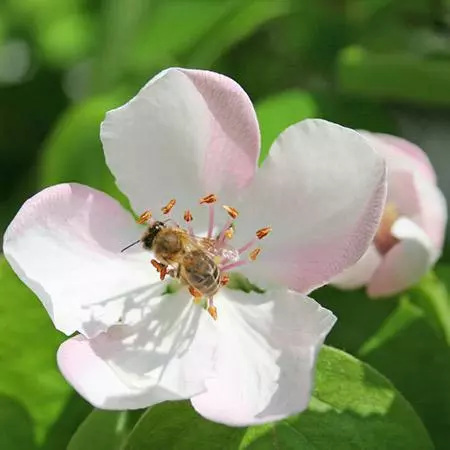 Fast Growing Trees See All Fruit Trees Smyrna Quince Tree 6 Fast Growing Trees See All Fruit Trees Smyrna Quince Tree