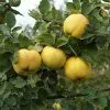 Fast Growing Trees See All Fruit Trees Smyrna Quince Tree 2 Fast Growing Trees See All Fruit Trees Smyrna Quince Tree