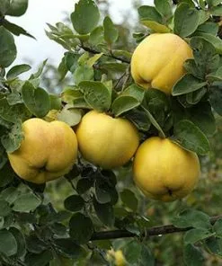 Fast Growing Trees See All Fruit Trees Smyrna Quince Tree