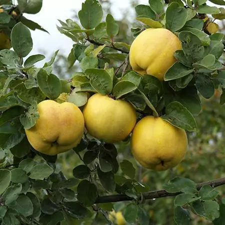 Fast Growing Trees See All Fruit Trees Smyrna Quince Tree 4 Fast Growing Trees See All Fruit Trees Smyrna Quince Tree
