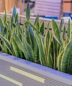 Fast Growing Trees Air Purifying House Plants Snake Plant