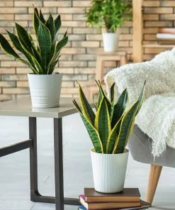 Fast Growing Trees Air Purifying House Plants Snake Plant