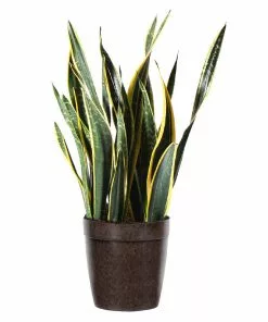 Fast Growing Trees Air Purifying House Plants Snake Plant