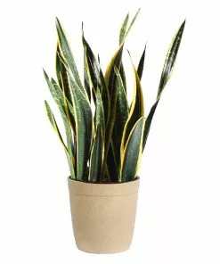 Fast Growing Trees Air Purifying House Plants Snake Plant