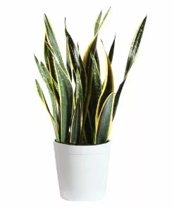Fast Growing Trees Air Purifying House Plants Snake Plant