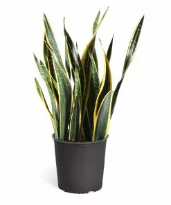 Fast Growing Trees Air Purifying House Plants Snake Plant