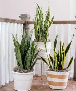 Fast Growing Trees Air Purifying House Plants Snake Plant