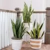 Fast Growing Trees Air Purifying House Plants Snake Plant 2 Fast Growing Trees Air Purifying House Plants Snake Plant