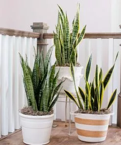 Fast Growing Trees Air Purifying House Plants Snake Plant