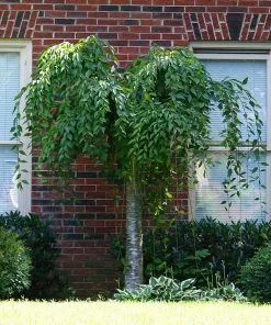 Fast Growing Trees Cherry Blossom Trees Snow Fountains® Weeping Cherry Tree 9 Fast Growing Trees Cherry Blossom Trees Snow Fountains® Weeping Cherry Tree