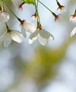 Fast Growing Trees Cherry Blossom Trees Snow Fountains® Weeping Cherry Tree 10 Fast Growing Trees Cherry Blossom Trees Snow Fountains® Weeping Cherry Tree