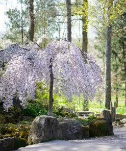 Fast Growing Trees Cherry Blossom Trees Snow Fountains® Weeping Cherry Tree 11 Fast Growing Trees Cherry Blossom Trees Snow Fountains® Weeping Cherry Tree