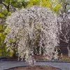 Fast Growing Trees Cherry Blossom Trees Snow Fountains® Weeping Cherry Tree 1 Fast Growing Trees Cherry Blossom Trees Snow Fountains® Weeping Cherry Tree
