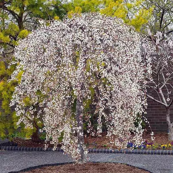 Fast Growing Trees Cherry Blossom Trees Snow Fountains® Weeping Cherry Tree 3 Fast Growing Trees Cherry Blossom Trees Snow Fountains® Weeping Cherry Tree