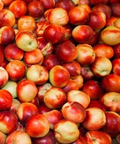 Fast Growing Trees Snow Queen Nectarine Tree 8 Fast Growing Trees Snow Queen Nectarine Tree