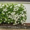 Fast Growing Trees Snowball Bush Viburnum 2 Fast Growing Trees Snowball Bush Viburnum