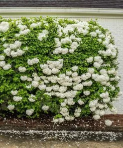 Fast Growing Trees Snowball Bush Viburnum