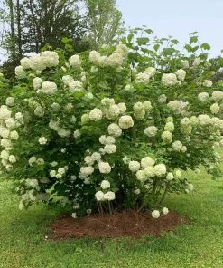 Fast Growing Trees Snowball Bush Viburnum 13 Fast Growing Trees Snowball Bush Viburnum