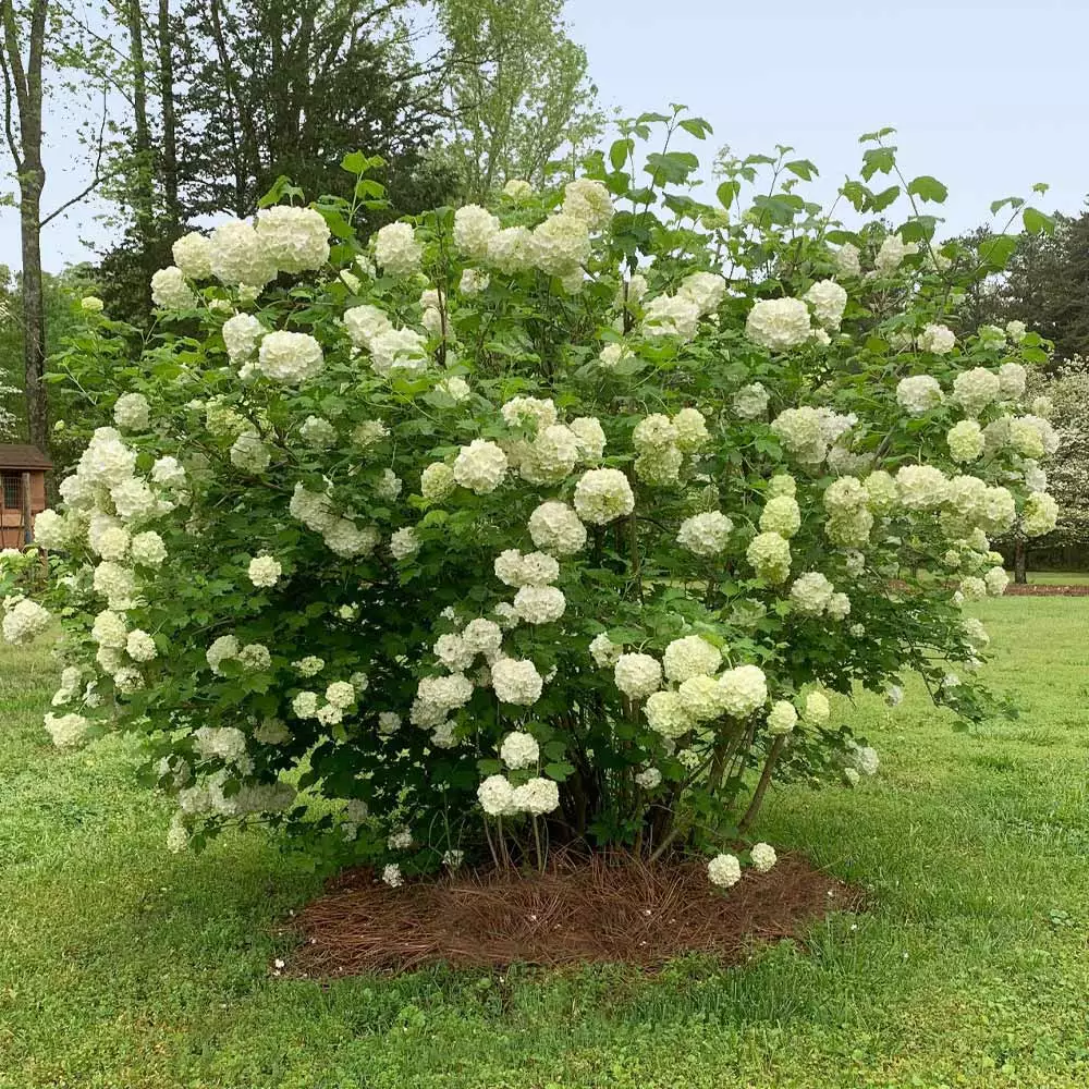 Fast Growing Trees Snowball Bush Viburnum 7 Fast Growing Trees Snowball Bush Viburnum