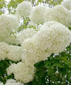 Fast Growing Trees Snowball Bush Viburnum 15 Fast Growing Trees Snowball Bush Viburnum