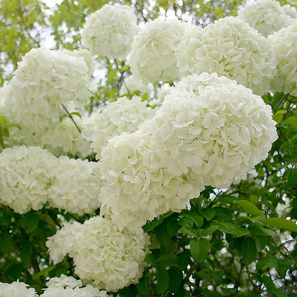 Fast Growing Trees Snowball Bush Viburnum 9 Fast Growing Trees Snowball Bush Viburnum