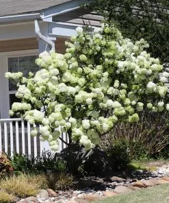Fast Growing Trees Snowball Bush Viburnum 11 Fast Growing Trees Snowball Bush Viburnum