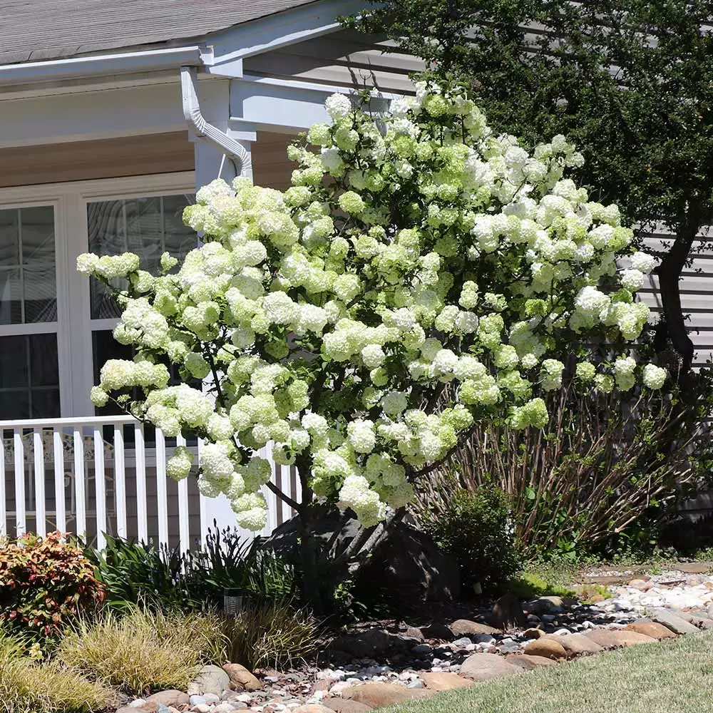 Fast Growing Trees Snowball Bush Viburnum 5 Fast Growing Trees Snowball Bush Viburnum