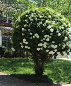 Fast Growing Trees Snowball Bush Viburnum 14 Fast Growing Trees Snowball Bush Viburnum