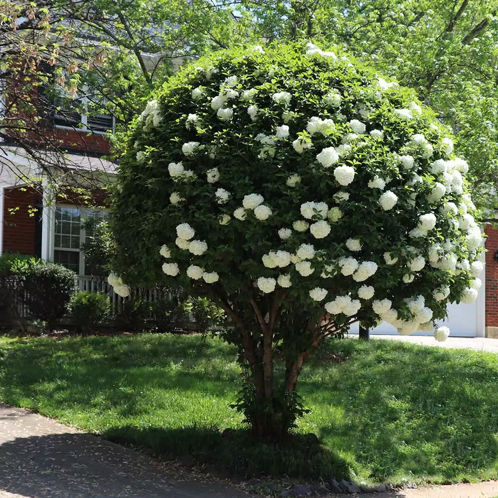 Fast Growing Trees Snowball Bush Viburnum 8 Fast Growing Trees Snowball Bush Viburnum
