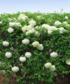 Fast Growing Trees Snowball Bush Viburnum 12 Fast Growing Trees Snowball Bush Viburnum