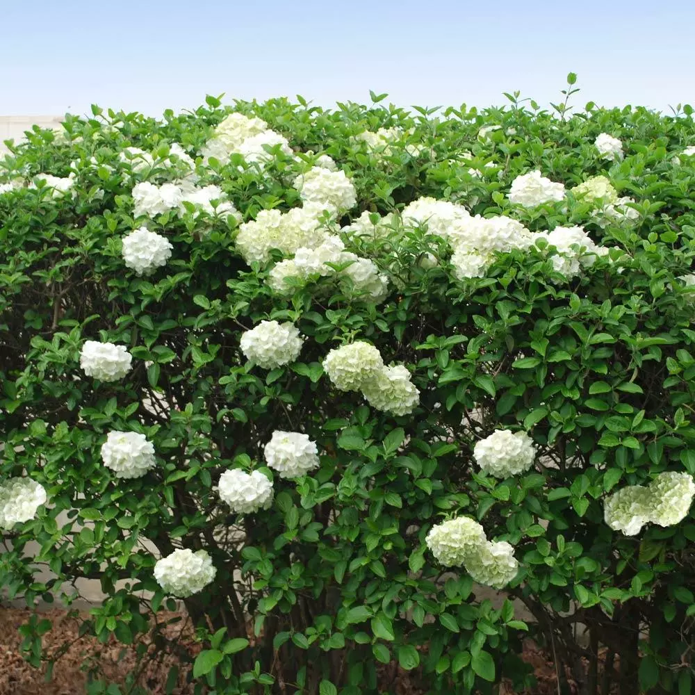 Fast Growing Trees Snowball Bush Viburnum 6 Fast Growing Trees Snowball Bush Viburnum