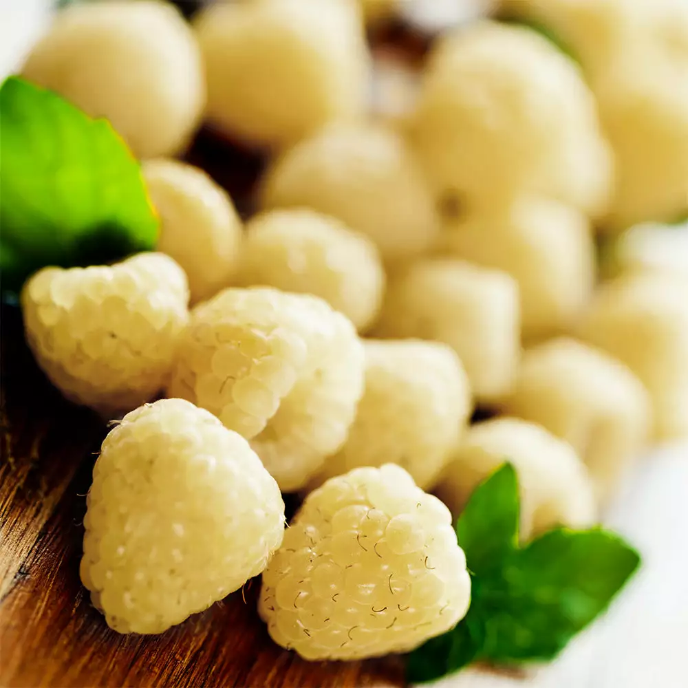 Fast Growing Trees Snowbank White Blackberry Bush Blackberry Bushes 4 Fast Growing Trees Snowbank White Blackberry Bush Blackberry Bushes