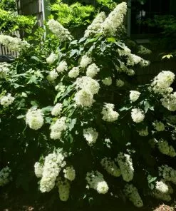 Fast Growing Trees Hydrangea Shrubs Snowcicle Hydrangea Shrub 11 Fast Growing Trees Hydrangea Shrubs Snowcicle Hydrangea Shrub