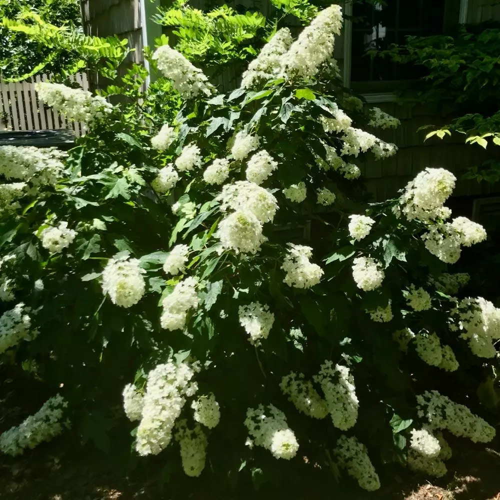 Fast Growing Trees Hydrangea Shrubs Snowcicle Hydrangea Shrub 6 Fast Growing Trees Hydrangea Shrubs Snowcicle Hydrangea Shrub
