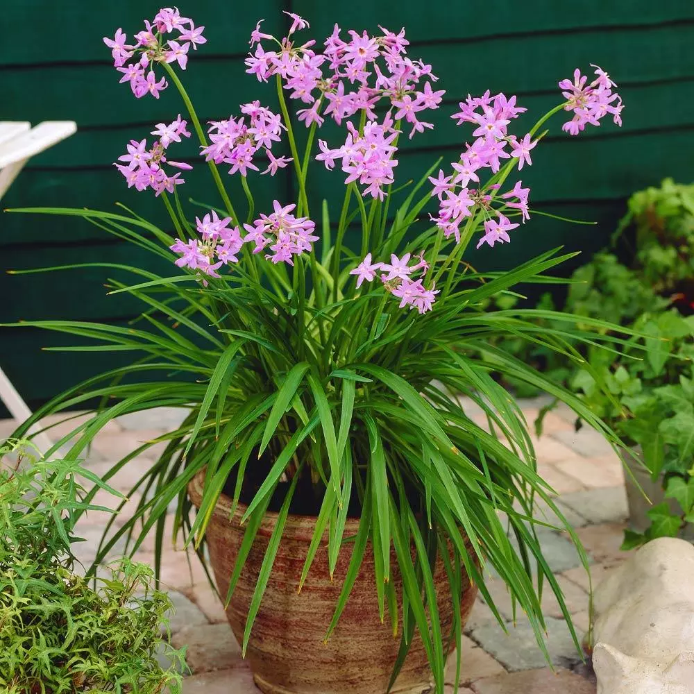 Fast Growing Trees See All Shrubs & Hedges Society Garlic Plant 4 Fast Growing Trees See All Shrubs & Hedges Society Garlic Plant