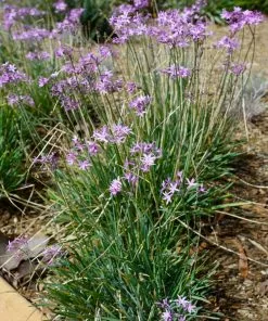 Fast Growing Trees See All Shrubs & Hedges Society Garlic Plant 9 Fast Growing Trees See All Shrubs & Hedges Society Garlic Plant