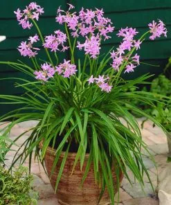 Fast Growing Trees See All Shrubs & Hedges Society Garlic Plant