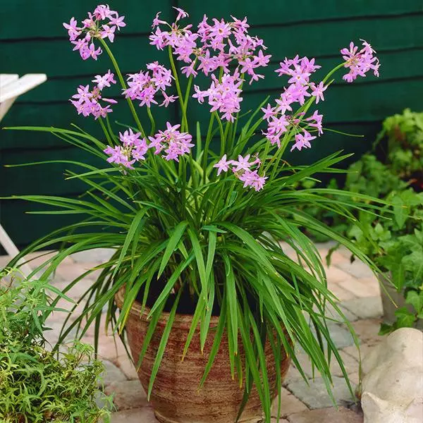 Fast Growing Trees See All Shrubs & Hedges Society Garlic Plant 3 Fast Growing Trees See All Shrubs & Hedges Society Garlic Plant