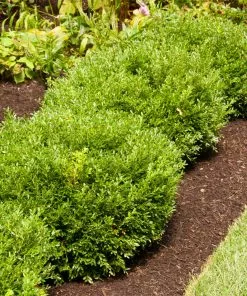 Fast Growing Trees Holly Trees Soft Touch Holly Shrub