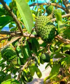 Fast Growing Trees Soursop 'Guanabana' Tree Tropical Fruit Trees 10 Fast Growing Trees Soursop 'Guanabana' Tree Tropical Fruit Trees