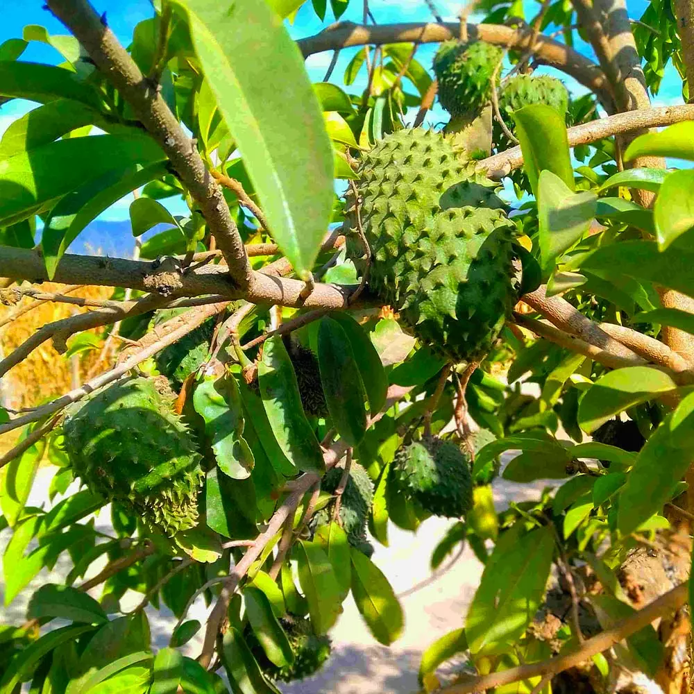 Fast Growing Trees Soursop 'Guanabana' Tree Tropical Fruit Trees 5 Fast Growing Trees Soursop 'Guanabana' Tree Tropical Fruit Trees