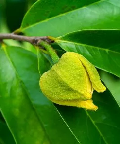 Fast Growing Trees Soursop 'Guanabana' Tree Tropical Fruit Trees 11 Fast Growing Trees Soursop 'Guanabana' Tree Tropical Fruit Trees