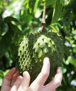 Fast Growing Trees Soursop 'Guanabana' Tree Tropical Fruit Trees 13 Fast Growing Trees Soursop 'Guanabana' Tree Tropical Fruit Trees